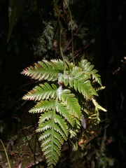 Davallia repens