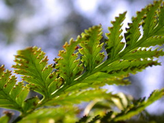 Davallia repens
