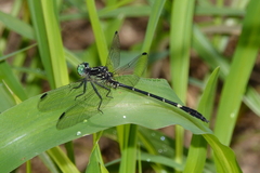 Austrogomphus bifurcatus