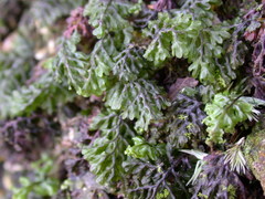 Hymenophyllum oligosorum