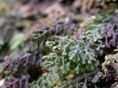 Hymenophyllum oligosorum