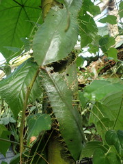Strophocactus wittii
