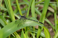 Austrogomphus bifurcatus
