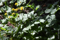 Cineraria erodioides