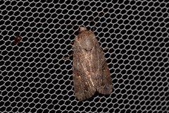 Spodoptera exempta