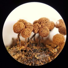 Cribraria ferruginea