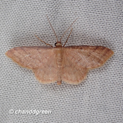 Idaea jakima