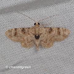 Gymnoscelis admixtaria