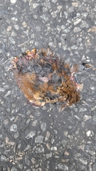 Troglodytes troglodytes