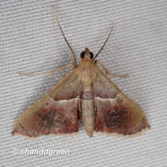 Endotricha repandalis