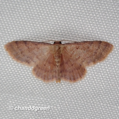 Idaea jakima