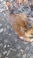 Troglodytes troglodytes