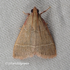 Hypsopygia nonusalis