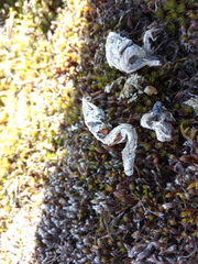 Mustela putorius