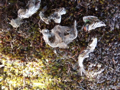 Mustela putorius