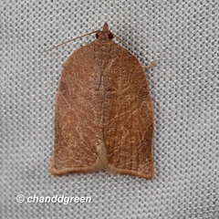 Adoxophyes privatana