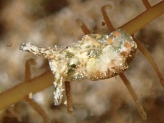 Elysia degeneri