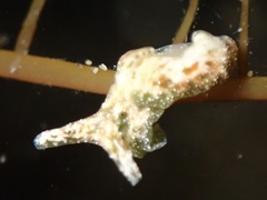 Elysia degeneri