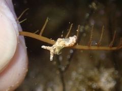 Elysia degeneri