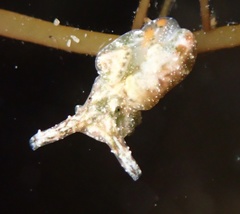 Elysia degeneri