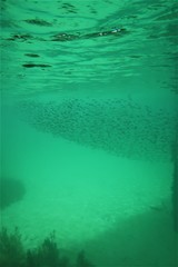 Spratelloides robustus