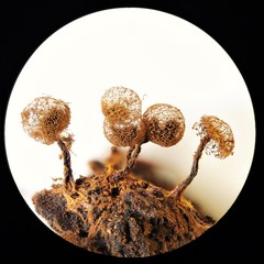 Cribraria ferruginea