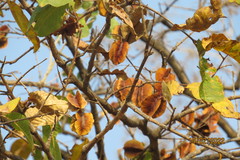 Terminalia elliptica
