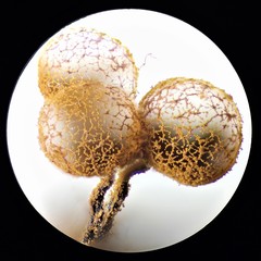 Cribraria ferruginea