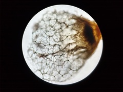 Cribraria ferruginea
