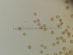Cribraria ferruginea