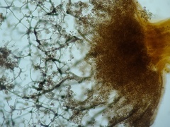 Cribraria ferruginea