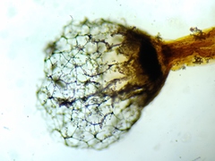 Cribraria ferruginea