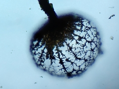 Cribraria ferruginea