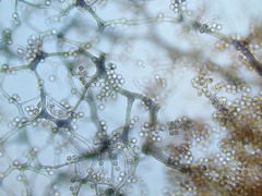 Cribraria ferruginea