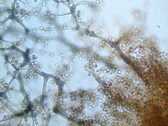 Cribraria ferruginea