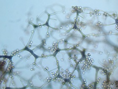 Cribraria ferruginea