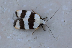 Zonopetala divisella