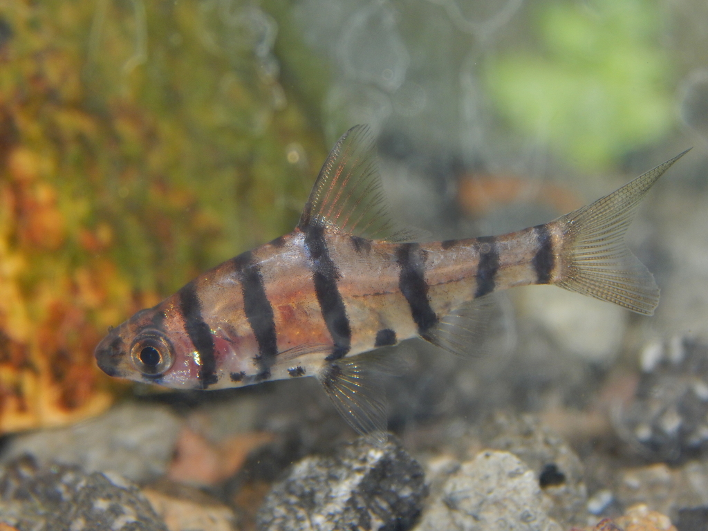 Eirmotus furvus