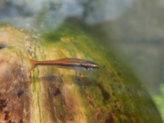 Blue-Lined Rasbora photo 2