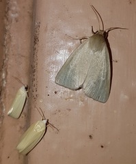 Earias chlorodes