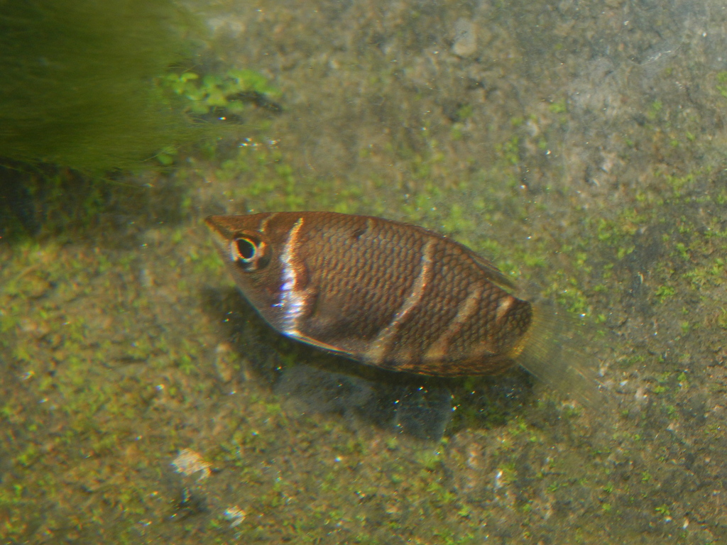 Chocolate gourami (Sphaerichthys osphromenoides) — Osphronemidae