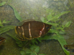 Sphaerichthys osphromenoides