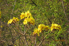 Cochlospermum religiosum