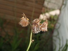 Senecio inaequidens