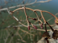 Alnus glutinosa