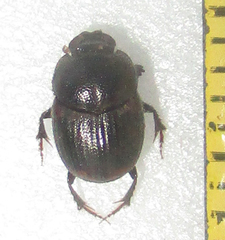 Onthophagus suffusus