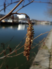 Alnus glutinosa