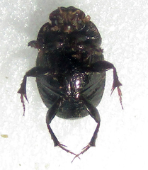 Onthophagus suffusus
