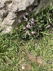 Cyclamen persicum