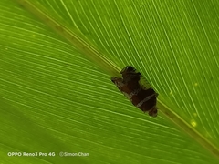 Lophopinae
